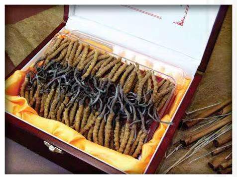 奇台冬虫夏草回收